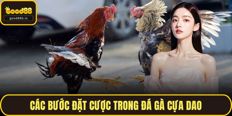 Các bước đặt cược trong đá gà cựa dao