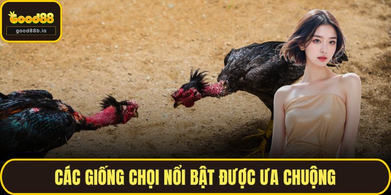 Đá Gà Chọi GOOD88 – Thế Giới Kịch Tính Của Chiến Kê Thực Thụ Các giống chọi nổi bật được ưa chuộng