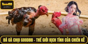 nghiệp. Đá Gà Chọi GOOD88 – Thế Giới Kịch Tính Của Chiến Kê