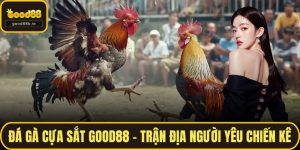 Đá Gà Cựa Sắt GOOD88 – Trận Địa Cho Những Người Yêu Chiến Kê