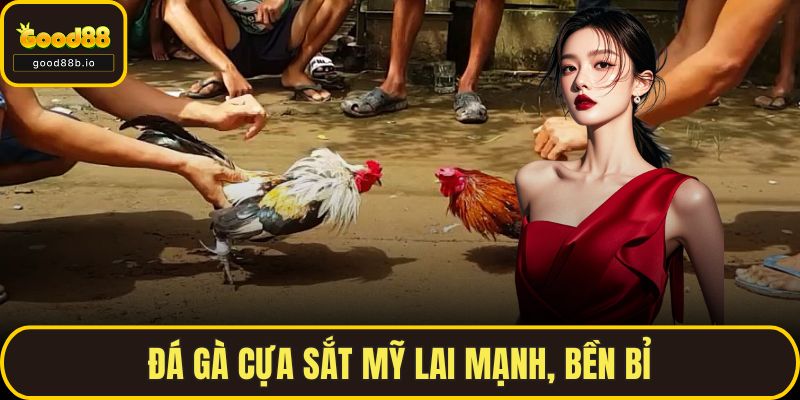 Đá Gà Cựa Sắt GOOD88 – Trận Địa Cho Những Người Yêu Chiến Kê Đá gà cựa sắt mỹ lai mạnh, bền bỉ