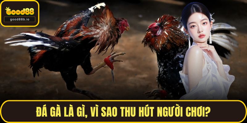 Đá gà là gì, vì sao thu hút người chơi?