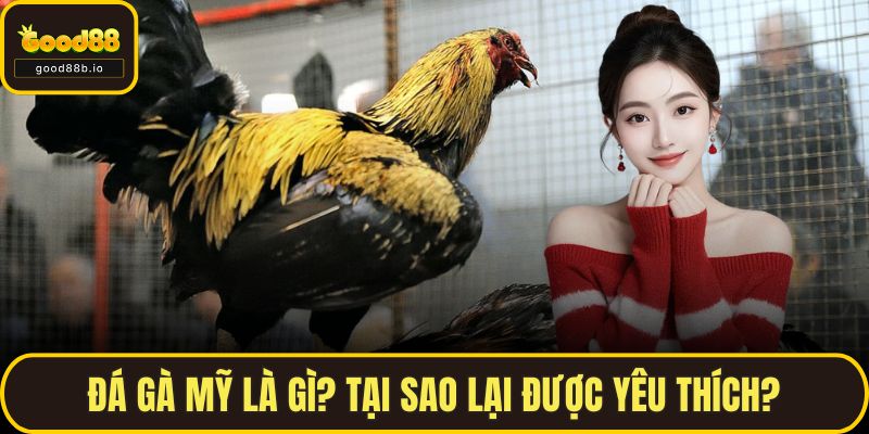 Đá gà mỹ là gì? Tại sao lại được yêu thích?