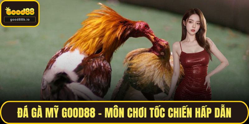 Đá Gà Mỹ GOOD88 – Môn Chơi Tốc Chiến Hấp Dẫn