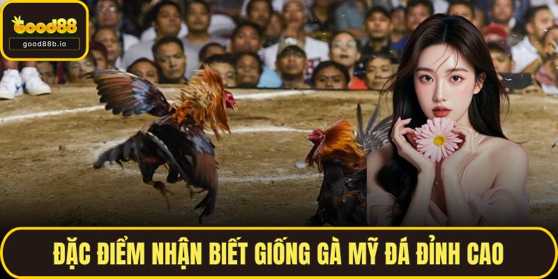 Đặc điểm nhận biết giống gà mỹ đá đỉnh cao