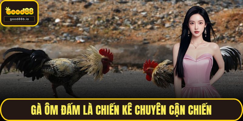 Đá Gà Chọi GOOD88 – Thế Giới Kịch Tính Của Chiến Kê Thực Thụ Gà ôm đấm là chiến kê chuyên cận chiến