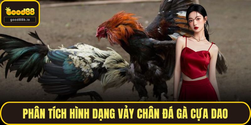 Phân tích hình dạng vảy chân đá gà cựa dao